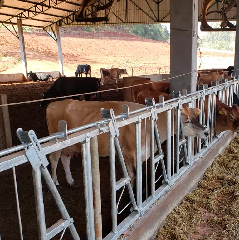 Dicas para escolher o canzil ideal