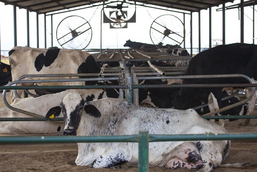 Por que os agricultores estão optando por free stalls em vez de métodos mais tradicionais de alojamento?