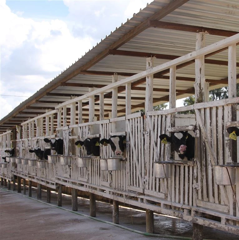 Então, por que os bezerreiros são tão essenciais na pecuária moderna?